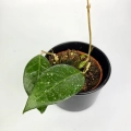 Hoya verticillata Lampung