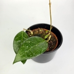Hoya verticillata Lampung