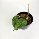 Hoya verticillata Lampung