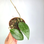 Hoya verticillata Lampung