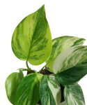 Scindapsus Rubicon starsza roślina