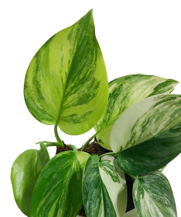 Scindapsus Rubicon starsza roślina