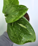 Scindapsus Rubicon
