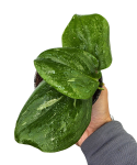 Scindapsus Rubicon