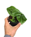 Scindapsus Rubicon