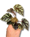 Begonia Irian Jaya