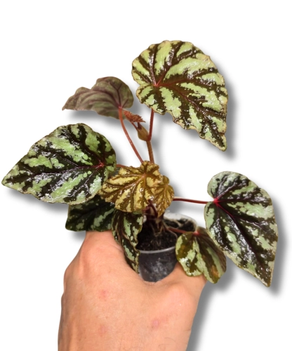 Begonia Irian Jaya