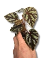 Begonia Irian Jaya
