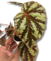 Begonia Irian Jaya