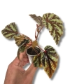 Begonia Irian Jaya