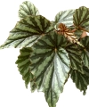 Begonia Irian Jaya - starsza roślina