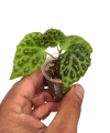 Begonia dracopelta