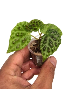 Begonia dracopelta