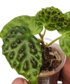 Begonia dracopelta