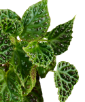 Begonia dracopelta  starsza roślina