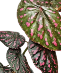 Begonia negrosensis starsza roślina