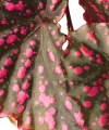 Begonia negrosensis starsza roślina