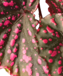 Begonia negrosensis starsza roślina