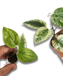 Piper macropiper variegata
