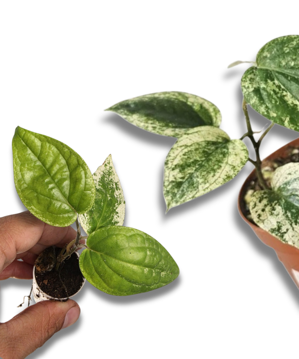 Piper macropiper variegata