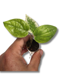 Piper macropiper variegata