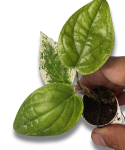 Piper macropiper variegata