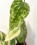 Piper macropiper variegata starsza roślina