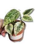Piper macropiper variegata starsza roślina