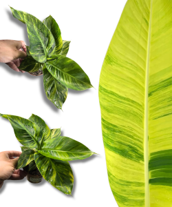 Musa Aurea | Bananowiec żółty