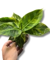 Musa Aurea