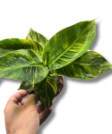 Musa Aurea
