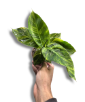 Musa Aurea