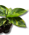 Musa Aurea
