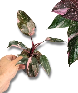 Philodendron Pink Princess Marble M