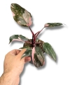 Philodendron Pink Princess Marbl