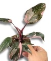 Philodendron Pink Princess Marbl