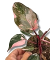 Philodendron Pink Princess Marbl