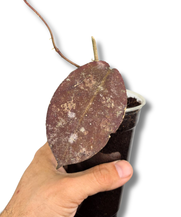 Hoya undulata Red