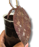 Hoya undulata Red