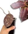 Hoya undulata Red