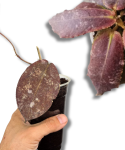 Hoya undulata Red