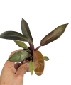 Philodendron Black Cardinal hybrid