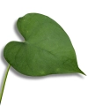 Amydrium Humile