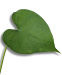 Amydrium Humile