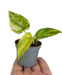 Epipremnum Churchill Gold