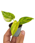 Epipremnum Churchill Gold