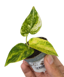 Epipremnum Churchill Gold