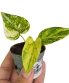 Epipremnum Churchill Gold