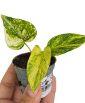 Epipremnum Churchill Gold