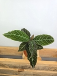 Labisia Gigantifolia